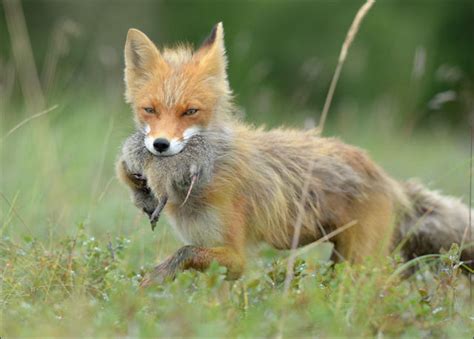 Fox Hunting for Its Prey (6 pics) - Izismile.com