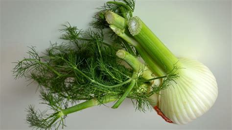 Fennel Bulb and Fronds Recipes - Farmizen