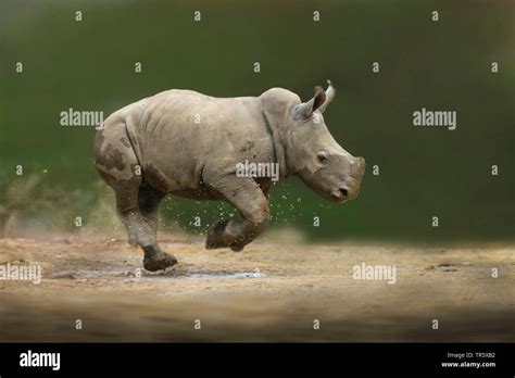 Rhino calf running hi-res stock photography and images - Alamy