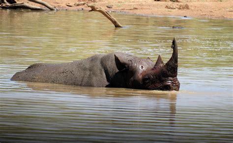 Rhino in water - Africa Geographic