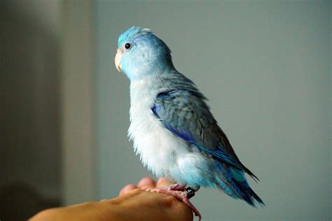 8 Top Blue Parrot Species to Keep as Pets