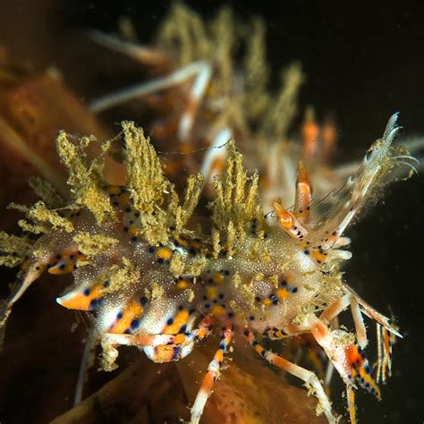 UnderWater Photography East Timor: Detail of the Dragon Shrimp