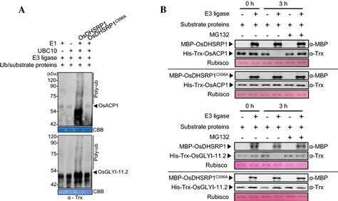 In vitro ubiquitination assay and in vitro degradation assays of two ...