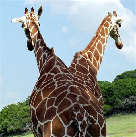 Two-headed Giraffe | Flickr - Photo Sharing!