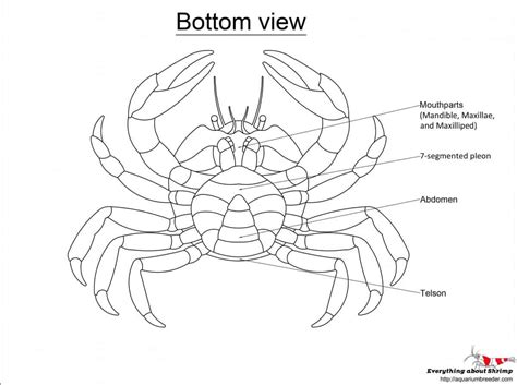 Crab External Anatomy - Shrimp and Snail Breeder