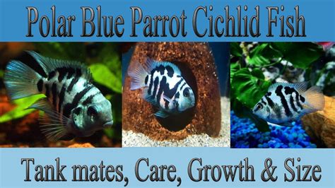 Polar Blue Parrot Fish - Care, Tank mates, Life span, Growth & Size ...