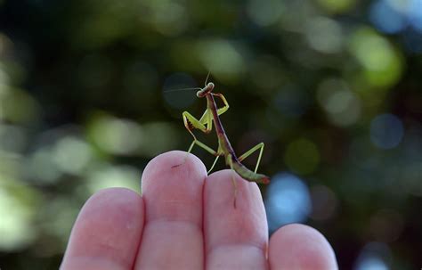 Carolina Mantis Life Cycle: A Fascinating Journey of Transformation ...