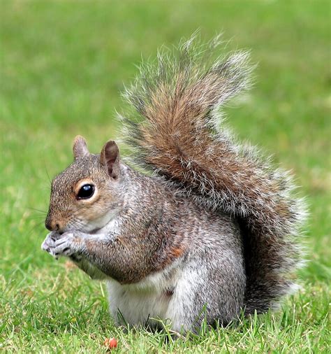 "Squirrel eating Nuts" by kitlew | Redbubble