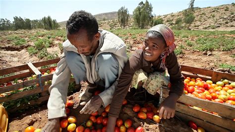 Inside Ethiopia’s agricultural success story - CGIAR