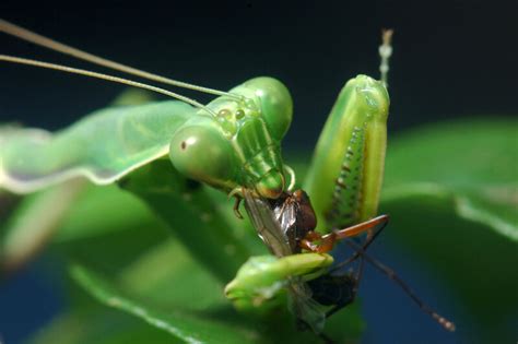 Praying Mantis — kidcyber