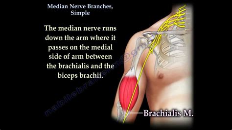 Median Nerve Forearm