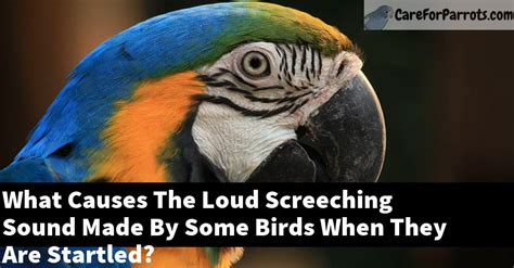 What Causes The Loud Screeching Sound Made By Some Birds When They Are ...