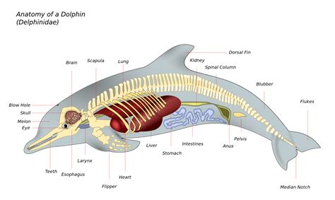 Dolphin Whale Anatomy Skeleton Diagram Whale Animal Infographic ...