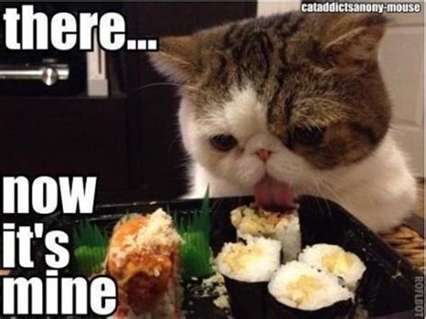 funny pictures, cat eating food - Dump A Day