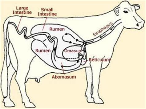 L11-8: The three characteristics of a land animal that God has approved ...