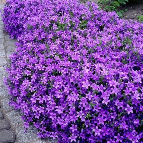 Campanula portenschlagiana or ‘Dalmatian Bellflower’ is a beautiful ...