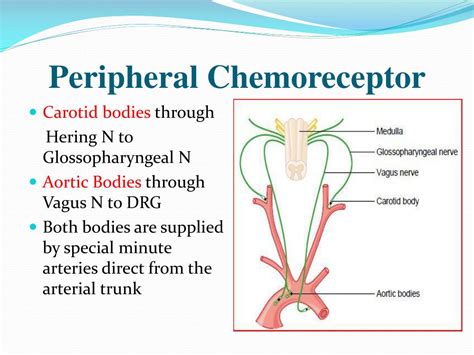 Where Are Peripheral Chemoreceptors Located