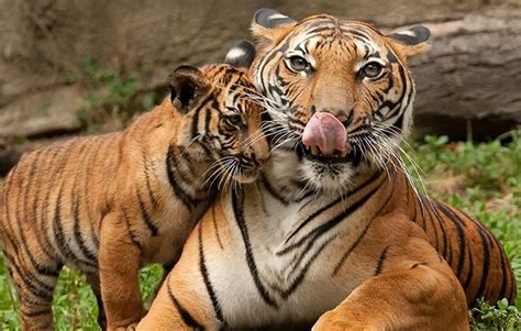 10 terrific tiger facts for kids - National Geographic Kids