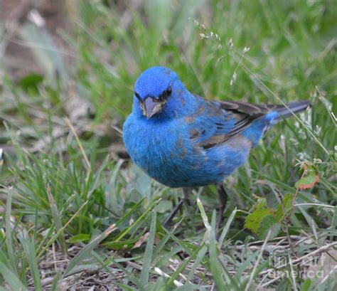 Male Indigo Bunting Photograph by Ruth Housley