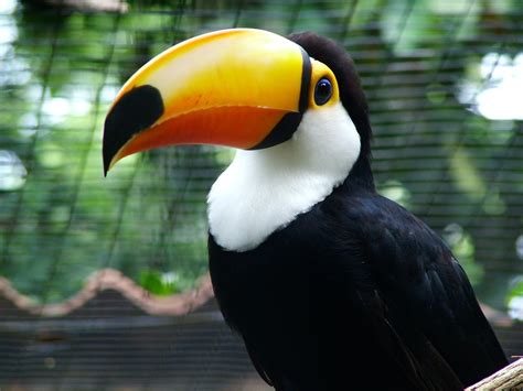 Brazilian Toucan Free Photo Download | FreeImages