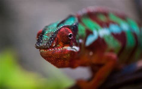 Wallpaper : colorful, animals, nature, red, green, chameleons, lizard ...