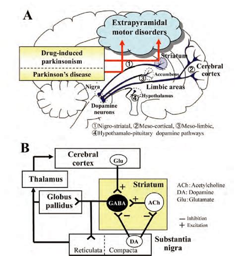 Extrapyramidal System Basal Ganglia