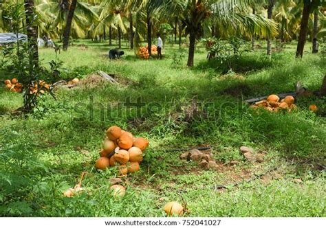 Coconut Cultivation Farm Kerala India Field Stock Photo 752041027 ...