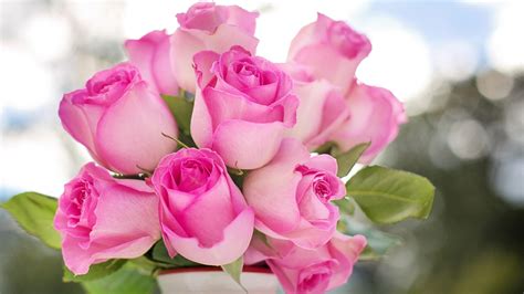 Closeup View Of Bunch Of Pink Roses With Leaves In Bokeh Background 4K ...