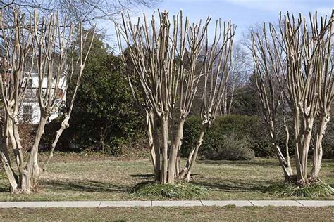 How to Properly Prune Crape Myrtle Trees | Gardener's Path