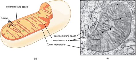 The Cytoplasm and Cellular Organelles · Anatomy and Physiology