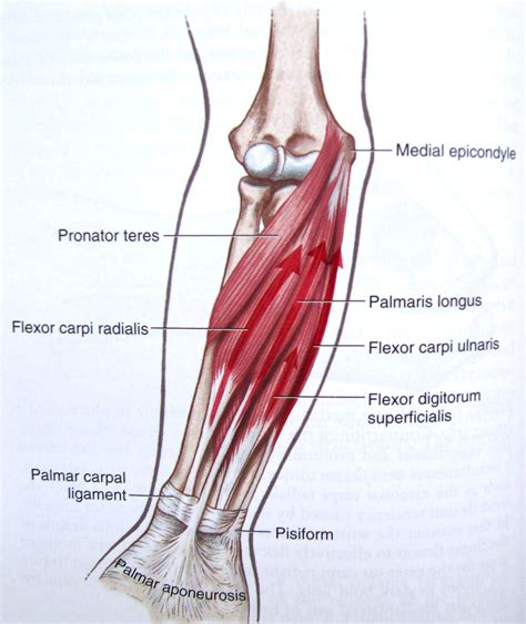 arm tendon anatomy