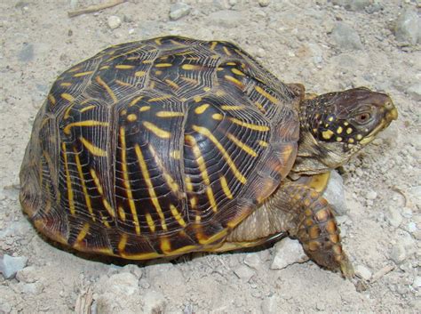 Terrapene ornata (Ornate box turtle)