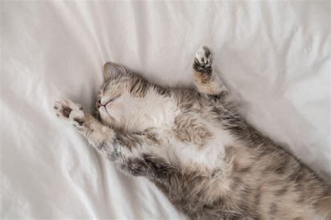 Premium Photo | Cute fat cat sleeping lounging on the bed