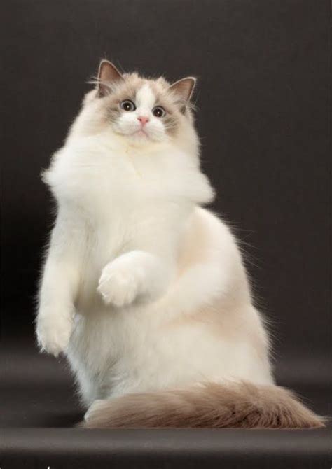 Blue Bicolor Ragdoll | These Cats are so fancy | Pinterest