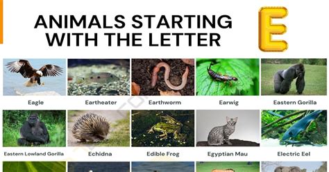 animals that start with e Animals that start with h: list of 52 animals ...