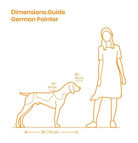 German Pointer - Size Comparison | Pointer dog, Pointer puppies ...