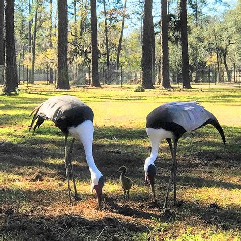 Wattled Crane - White Oak Conservation