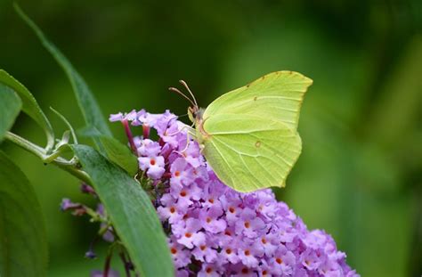 Common Brimstone Butterfly - Free photo on Pixabay - Pixabay