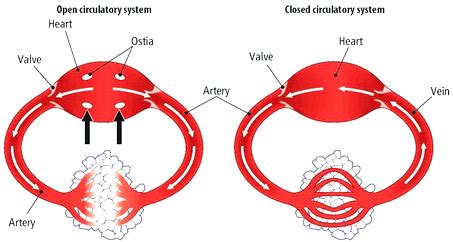 12.4 Overview of the Circulatory System – VCU BIOL 152: Introduction to ...