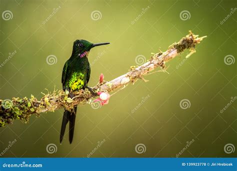 Empress Brilliant Sitting on Branch, Hummingbird from Tropical ...