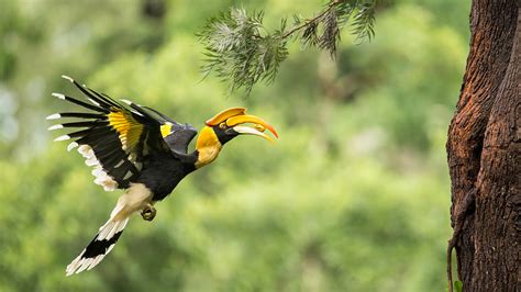 Rare footage captured of great hornbills feeding chick - CGTN