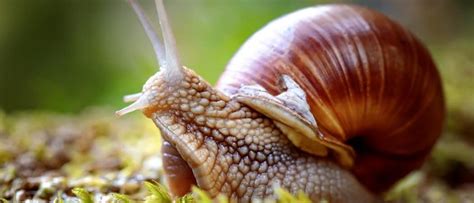 Snail - A-Z Animals