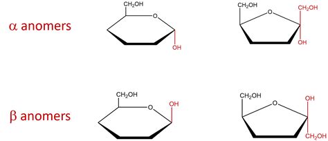 25.5: Cyclic Structures of Monosaccharides - Anomers - Chemistry LibreTexts