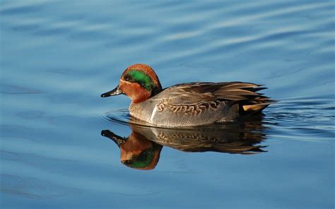 Waterfowl Wallpapers - Wallpaper Cave