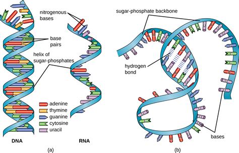 10.3: Structure and Function of RNA - Biology LibreTexts