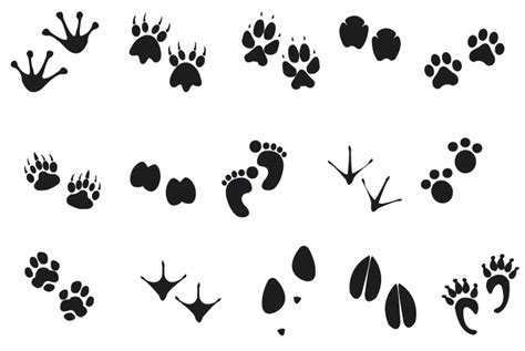 Animal tracks clipart 20 free Cliparts | Download images on Clipground 2024