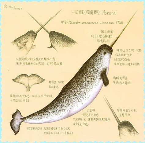 Narwhal Diagram