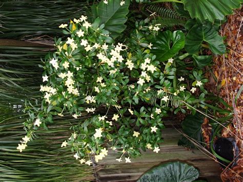 Brunfelsia nitida – Lady of the Night – Freund Flowering Trees, Inc.