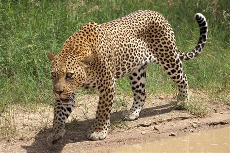 File:African leopard, Panthera pardus pardus, near Lake Panic, Kruger ...