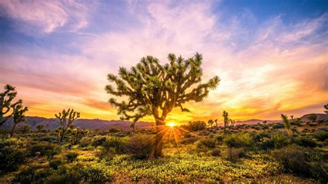 Joshua Tree National Park - backiee